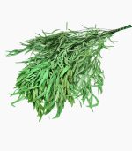 اکالیپتوس تثبیت شده