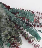 بیبی آبی تثبیت شده - تصویر 2
