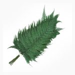 سرخس چوبی تثبیت شده