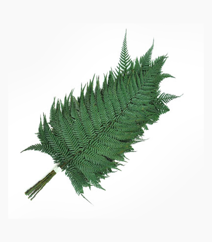 سرخس چوبی تثبیت شده