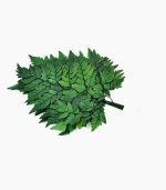 برگ چرم تثبیت شده - تصویر 4
