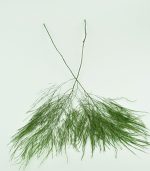 سرخس تیکی تثبیت شده - تصویر 5