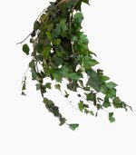مارپیچ هدرا تثبیت شده - تصویر 2