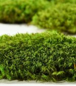 خزه مویی تثبیت شده