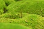 خزه توپی - تصویر 11