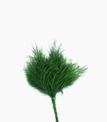 سرخس تیکی تثبیت شده