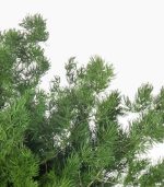مارچوبه تثبیت شده - تصویر 3
