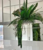 سرخس دم روباهی تثبیت شده - تصویر 3