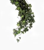مارپیچ هدرا تثبیت شده