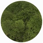 خزه گوزن شمالی تثبیت شده - تصویر 10