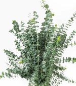 بیبی آبی تثبیت شده