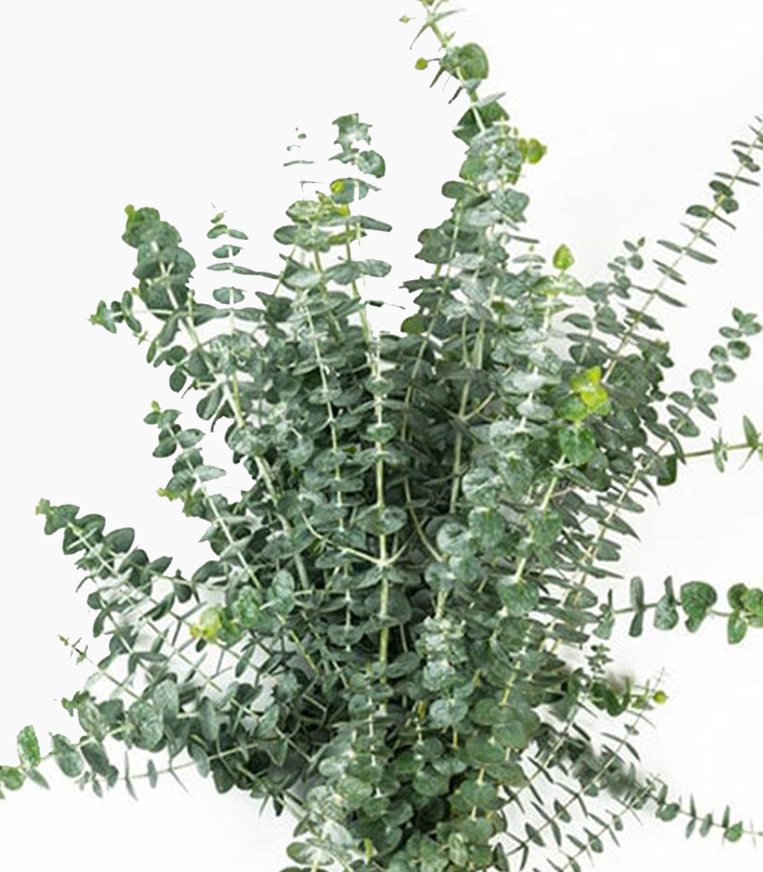 بیبی آبی تثبیت شده