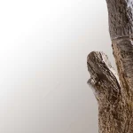 درخت مصنوعی شکوفه بزرگ کینگ - تصویر 5