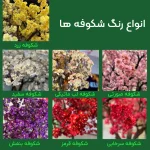 درخت شکوفه سایز متوسط پرنس - تصویر 2