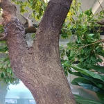 درخت مصنوعی شکوفه بزرگ کینگ - تصویر 3