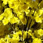 درخت شکوفه سایز متوسط پرنس - تصویر 5