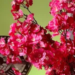 درخت شکوفه سایز متوسط پرنس - تصویر 6
