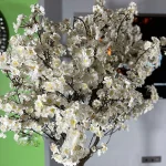 درخت شکوفه سایز متوسط پرنس - تصویر 7