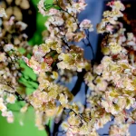 درخت شکوفه سایز متوسط پرنس - تصویر 9