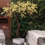 درخت شکوفه با تنه عصایی - تصویر 2
