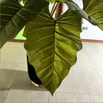 درختچه آلکازیا (بابا آدم) - تصویر 3