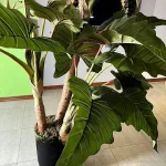 درختچه آلکازیا (بابا آدم) - تصویر 2
