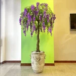 اقاقیا بنفش 10 شاخه
