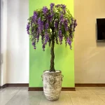 اقاقیا بنفش 20 شاخه