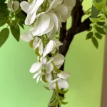 اقاقیا سفید 10 شاخه - تصویر 2