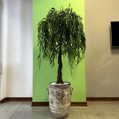 بید مجنون با تنه پرنسس