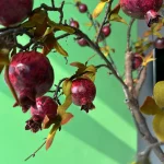 درختچه مصنوعی انار 15شاخه - تصویر 3