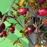 درختچه مصنوعی انار 15شاخه - تصویر 2