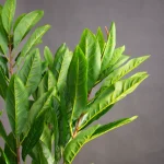 درختچه مگنولیا ۵ شاخه - تصویر 3