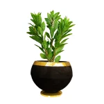 درختچه مگنولیا ۵ شاخه