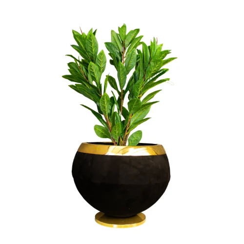 درختچه مگنولیا ۵ شاخه