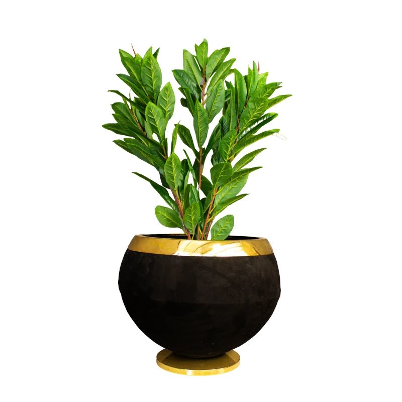 درختچه مگنولیا ۵ شاخه