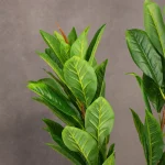 درختچه مگنولیا ۵ شاخه - تصویر 2