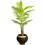نخل فینیکس ۱۷۰ سانتی‌