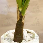 درختچه مصنوعی آلکازیا (بابا آدم) - تصویر 5