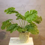 برگ انجیری ۱۲ برگ بزرگ - تصویر 3