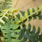 بوته مصنوعی سرخس استوایی - تصویر 3