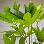 درختچه مصنوعی پاچیرا - تصویر 2