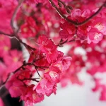 درخت شکوفه سرخابی مصنوعی (۱۰۰ شاخه، ارتفاع ۳۵۰ تا ۵۰۰ سانتی‌متر) - تصویر 2