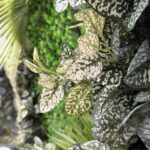 گرین وال استوایی مدل GW-03 - تصویر 6