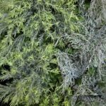گرین وال استوایی مدل GW‑06 - تصویر 10