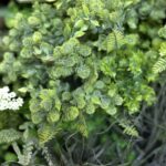 گرین وال استوایی مدل GW‑06 - تصویر 9