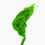 تاج خروس تثبیت شده