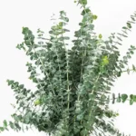 بیبی آبی تثبیت شده
