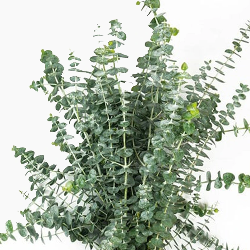 بیبی آبی تثبیت شده