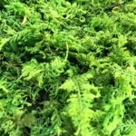 خزه سرخس تثبیت شده